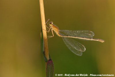 Blue-Tailed DamselflyIschnura elegans elegans