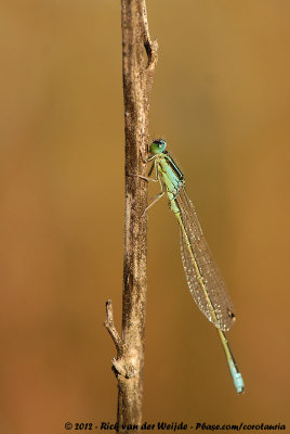 Scarce Blue-Tailed Damselfly<br><i>Ischnura pumilio</i>