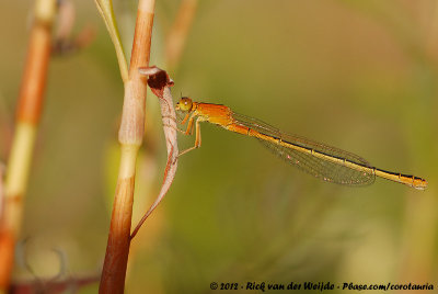 Scarce Blue-Tailed DamselflyIschnura pumilio