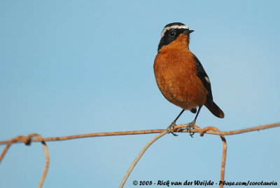 Moussier's Redstart  (Diadeemroodstaart)