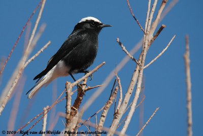 White-Crowned WheatearOenanthe leucopyga leucopyga