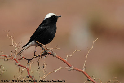 White-Crowned Wheatear  (Witkruintapuit)