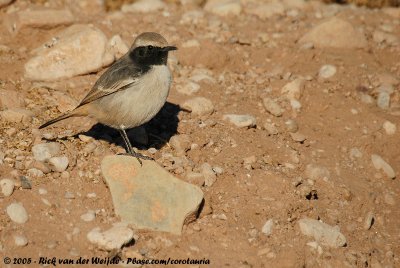 Red-Rumped WheatearOenanthe moesta