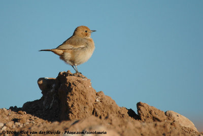 Red-Rumped WheatearOenanthe moesta