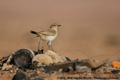 Red-Rumped WheatearOenanthe moesta