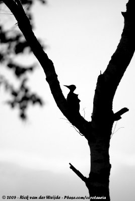 Black WoodpeckerDryocopus martius martius