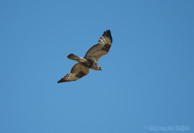 Ruigpootbuizerd