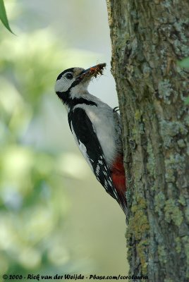 Great Spotted WoodpeckerDendrocopos major pinetorum