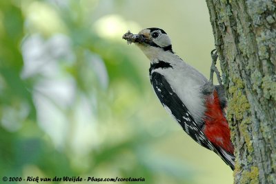 Great Spotted Woodpecker  (Grote Bonte Specht)