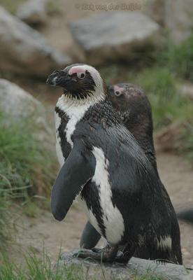 Zwartvoetpingun