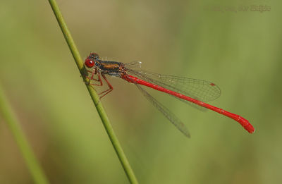 Small Red DamselflyCeriagrion tenellum tenellum