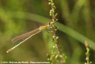 Scarce Blue-Tailed DamselflyIschnura pumilio