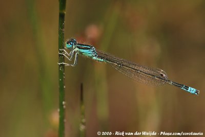 Scarce Blue-Tailed DamselflyIschnura pumilio