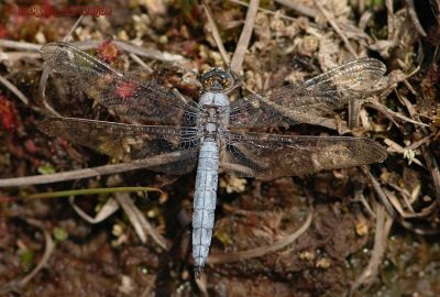 Zuidelijke Oeverlibel / Southern Skimmer