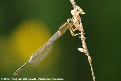 Blue-Tailed DamselflyIschnura elegans elegans