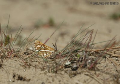 Dennenspanner / Bordered White