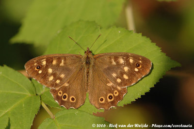 Speckled Wood<br><i>Pararge aegeria tircis</i>