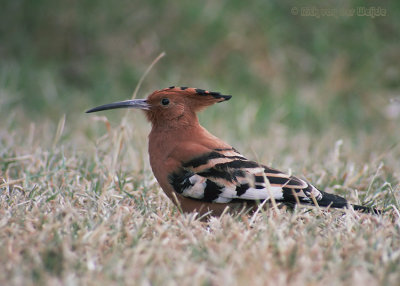 African HoopoeUpupa epops africana