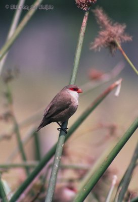 Sint-Helenafazantje / Common Waxbill