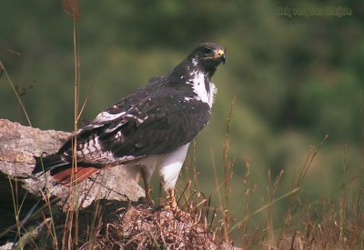 Augurbuizerd