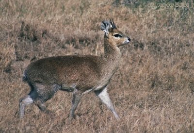 Klipspringer / Klipspringer