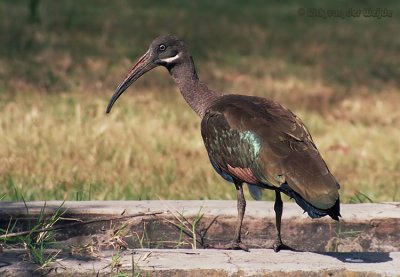 Hadada-Ibis