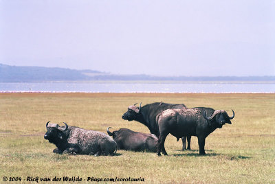 Cape BuffaloSyncerus caffer caffer