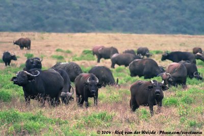 Cape BuffaloSyncerus caffer caffer