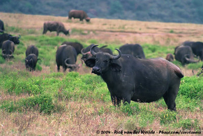 Cape BuffaloSyncerus caffer caffer