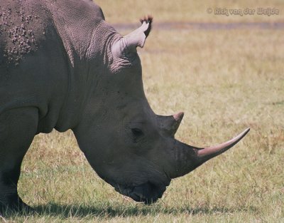 Breedlipneushoorn