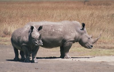 Breedlipneushoorn