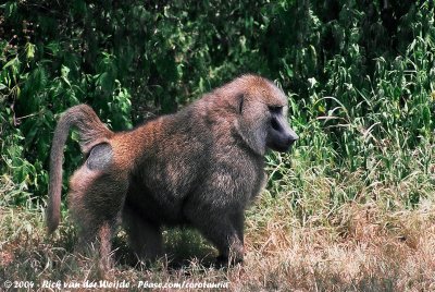 Olive BaboonPapio anubis