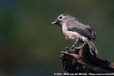 White-Eyed Slaty FlycatcherMelaenornis fischeri fischeri