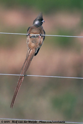 Speckled MousebirdColius striatus kikuyensis