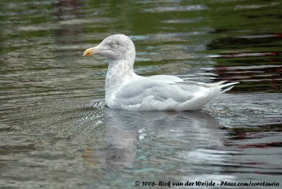 Glaucous GullLarus hyperboreus hyperboreus