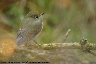 Red-Flanked Bluetail  (Blauwstaart)