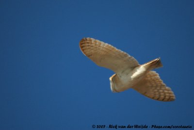 Barn Owl<br><i>Tyto alba gracilirostris</i>