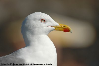 Yellow-Legged Gull<br><i>Larus michahellis atlantis</i>