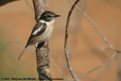 Canary Islands StonechatSaxicola dacotiae dacotiae