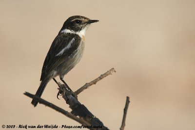 Canary Islands StonechatSaxicola dacotiae dacotiae