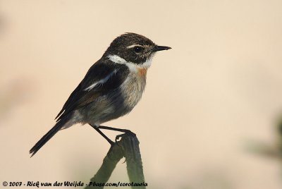 Canary Islands Stonechat<br><i>Saxicola dacotiae dacotiae</i>