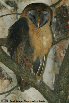 Ashy-Faced OwlTyto glaucops ssp.