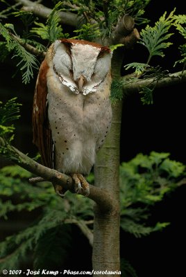 Oriental Bay Owl  (Bruine Uil)