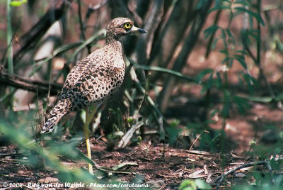 Spotted Thick-KneeBurhinus capensis maculosus