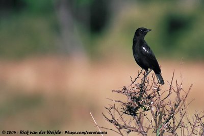 Sooty Chat  (Zwarte Miertapuit)