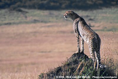 Cheetah  (Jachtluipaard)