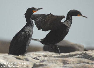 Kaapse Aalscholver / Cape Cormorant