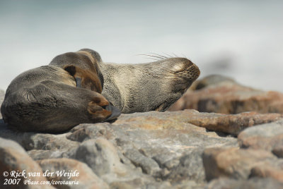 Zuid-Afrikaanse Zeebeer / Cape Fur-Seal