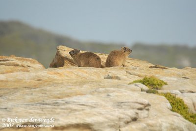 Kaapse Klipdas