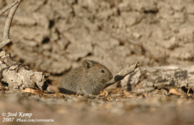 Karoobosrat / Karoo Bushrat